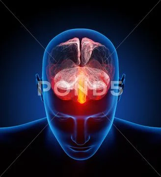 Human brain illustrated with millions of small nerves Stock Illustration