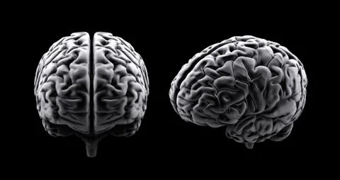 Human brain Illustrazione stock