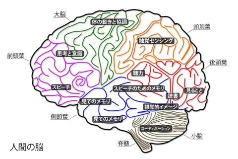 Human Brain Stockillustratie