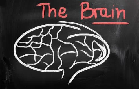 Human brain Stockillustratie