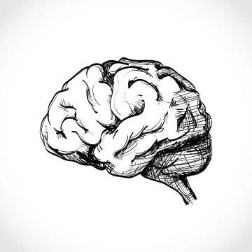 Human brain Illustrazione stock