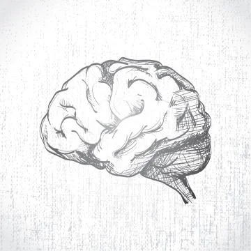 Human brain Illustrazione stock