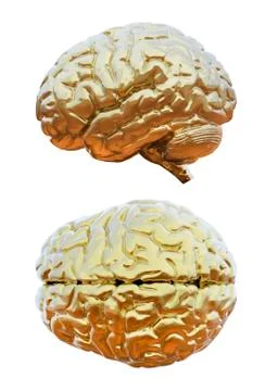 Human brain Stock Illustration