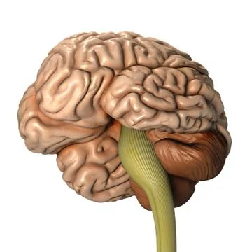 The human brain Stock Illustration