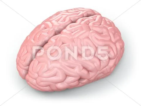 Human brain Stock Illustrationen