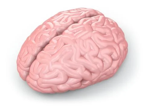 Human brain Stock Illustration