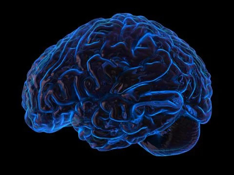 The human brain Stock Illustration