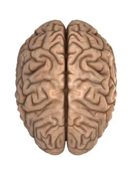 The human brain Stock Illustration