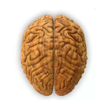 The human brain Stock Illustration