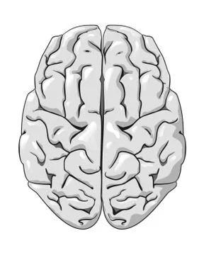 Human brain Stock Illustration