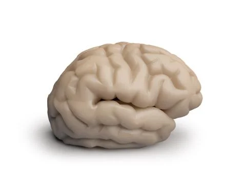 The human brain Stock Illustration