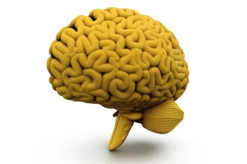 Human brain. Stock Illustration