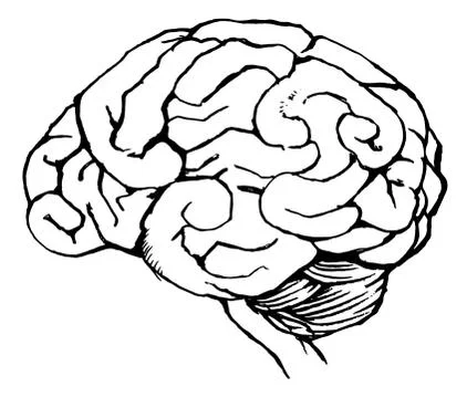 Human brain Illustrazione stock