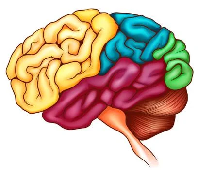 The human brain Stockillustratie
