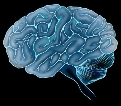 The human brain Stock Illustration