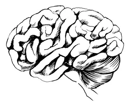 Human brain Illustrazione stock