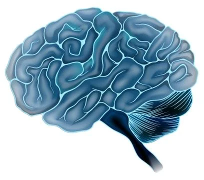 The human brain Ilustración de archivo