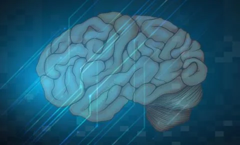 Human brain Ilustración de archivo