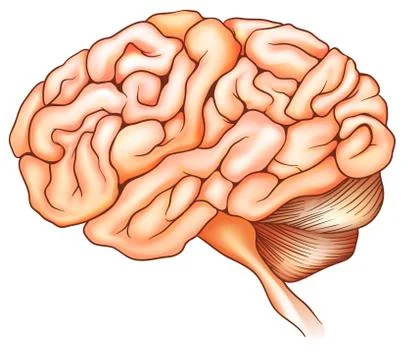 The human brain イラスト素材