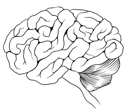 The human brain Ilustración de archivo