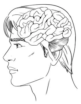 The human brain Ilustración de archivo