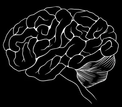 The human brain Ilustración de archivo