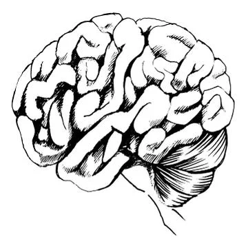 Human brain 스톡 일러스트