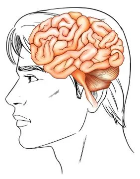 The human brain Ilustración de archivo