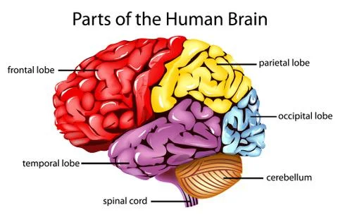 Human brain イラスト素材