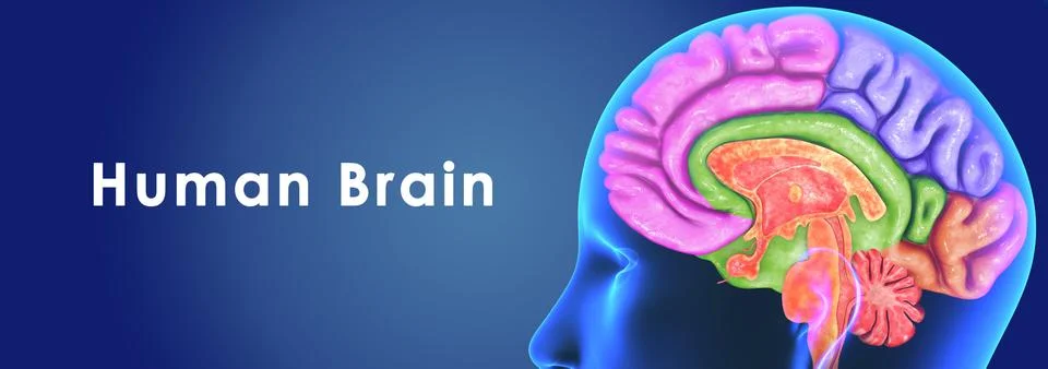 Human Brain Иллюстрация
