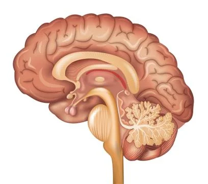 Human brain Stock Illustration