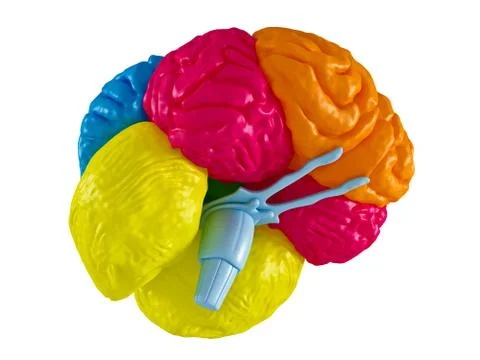 Human brain Stock Illustration