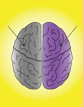 Human brain Illustrazione stock