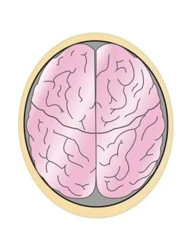 Human brain Illustrazione stock