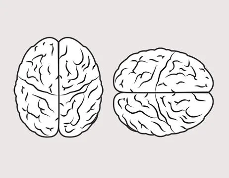 Human brain Stock Illustration