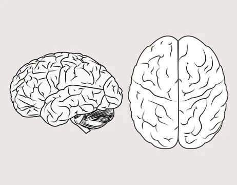 Human brain Stockillustratie