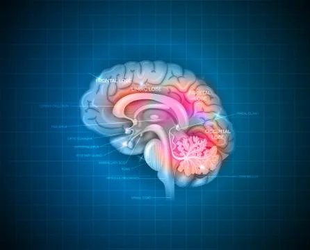 Human brain Stock Illustration