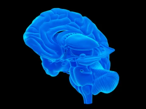 Human brain Stock Illustration