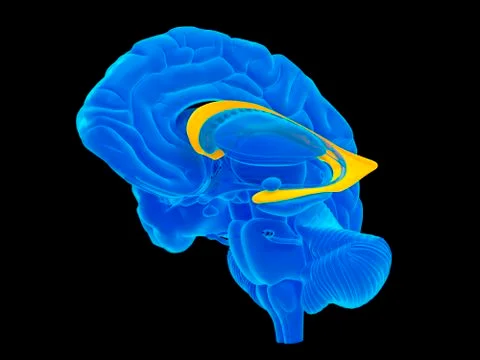 Human brain Stock Illustration