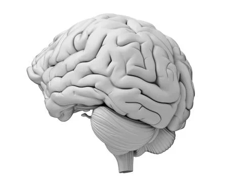 Human brain Stock Illustration