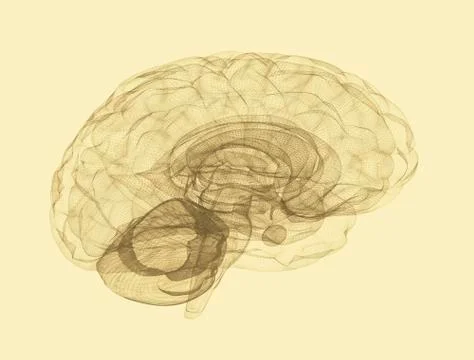 Human brain Stock Illustration