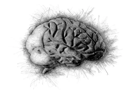 Human brain Stock Illustration