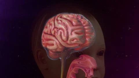 Human Brain Stock Illustration