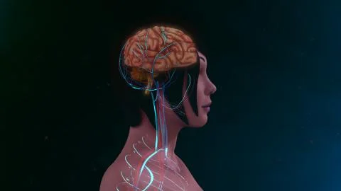 Human brain Stock Illustration