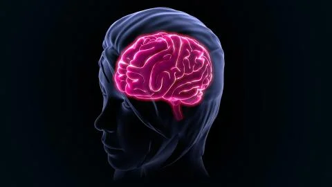 Human brain Illustrazione stock