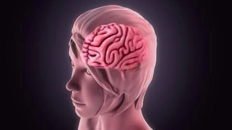 Human brain 스톡 일러스트
