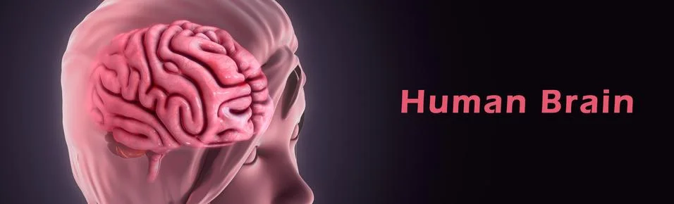 Human brain Illustrazione stock
