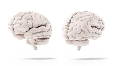 Human brain イラスト素材