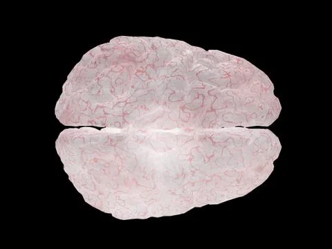 Human brain Stock Illustration