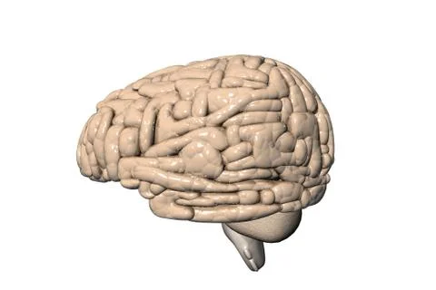 Human brain 库存插图